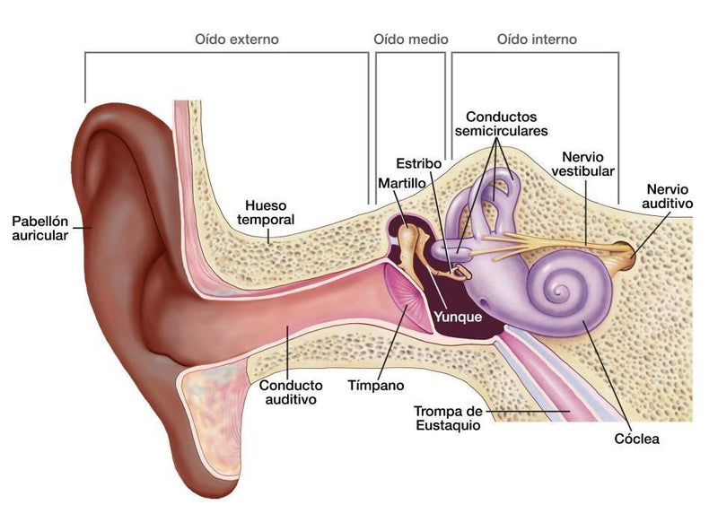 Definición del martillo o yunque del oído - Audioactive