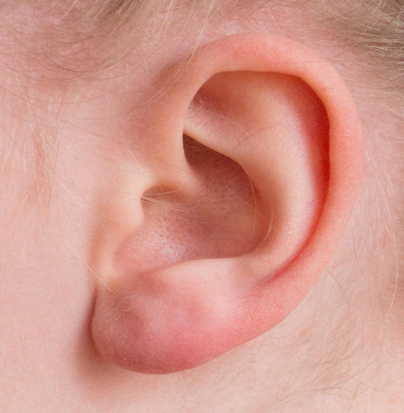 Caracol del oído (cóclea): función y partes - Audioactive