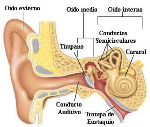 Conducto auditivo interno: Las señales nerviosas nacen aquí - Audioactive