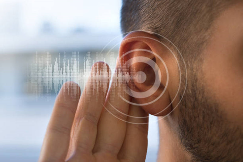 ¿Qué es la corteza auditiva?
